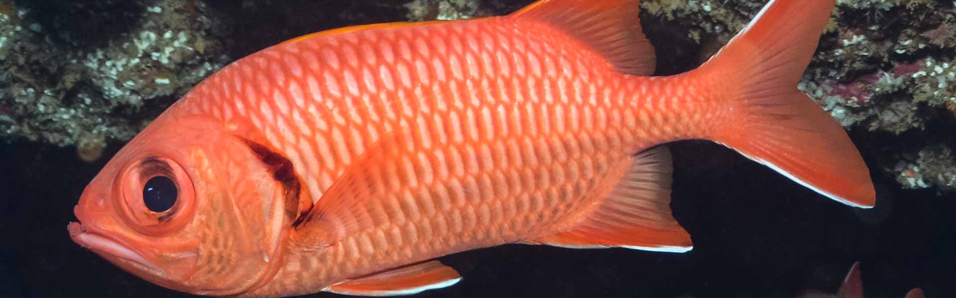 The Yellowtip Soldierfish